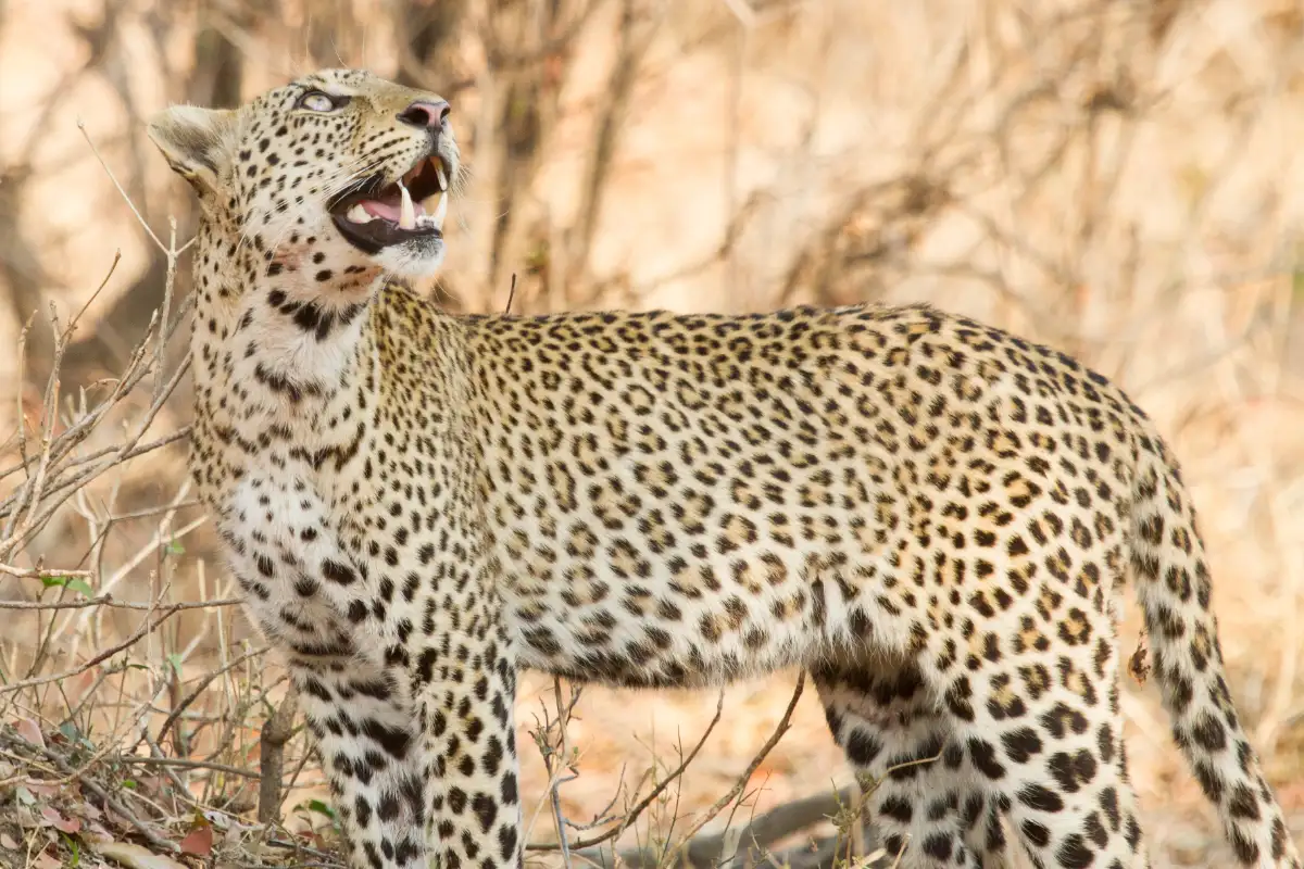 15 days Zambia Walking Safari